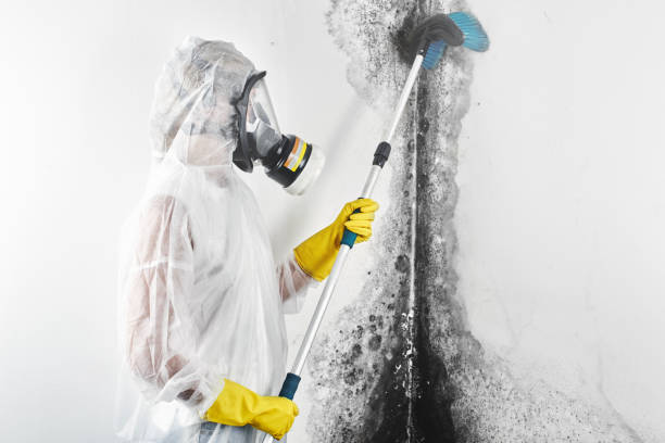 Best Mold-Related Health Consultation  in Bellerose, NY