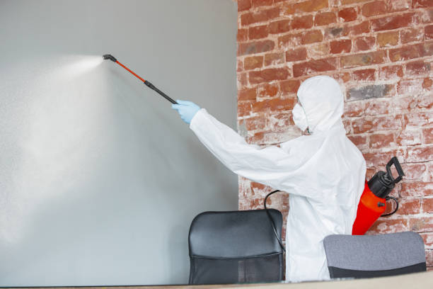 Best Black Mold Removal  in Bellerose, NY