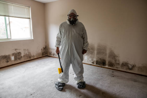 Best Attic Mold Removal  in Bellerose, NY